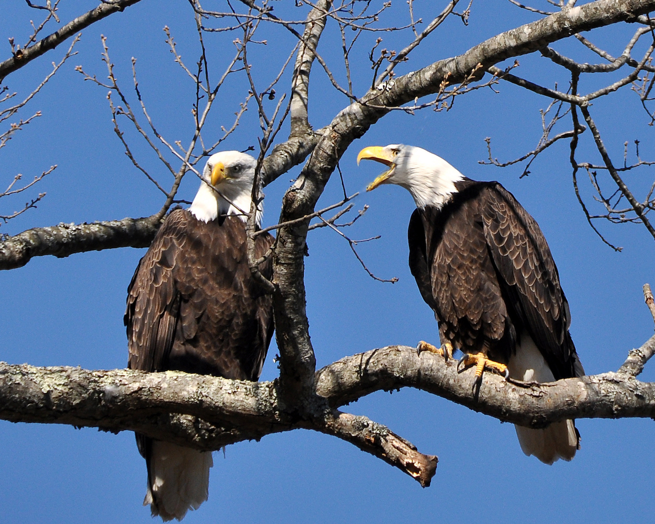 Bald Eagle Excursions Winter Entertainment on the Tennessee River